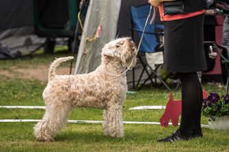 Justiina 6 v./ years  BIS @ Wheaten Specialty 🇫🇮 Photo Aino Vakkilainen